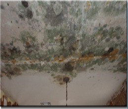 Mold Remediation & Mold Removal 